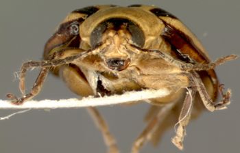 Media type: image;   Entomology 29089 Aspect: head frontal view